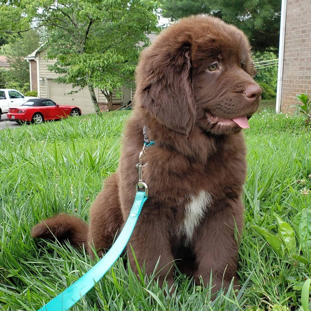 Benson male (9)